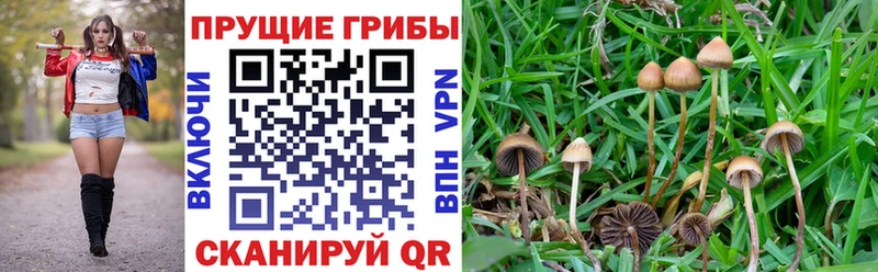 Псилоцибиновые грибы Cubensis  Сорск 